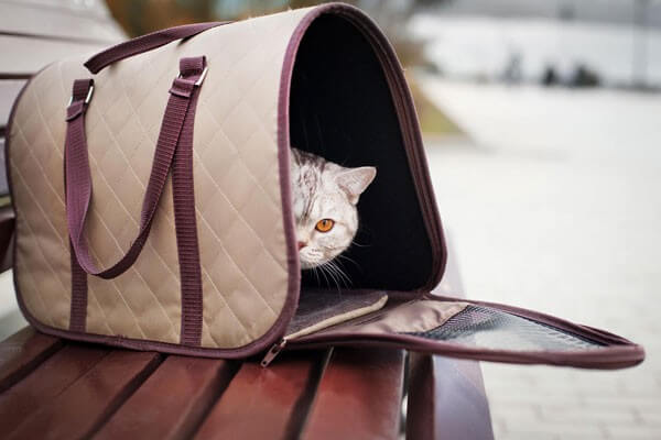 Evcil Hayvan Taşımacılığı